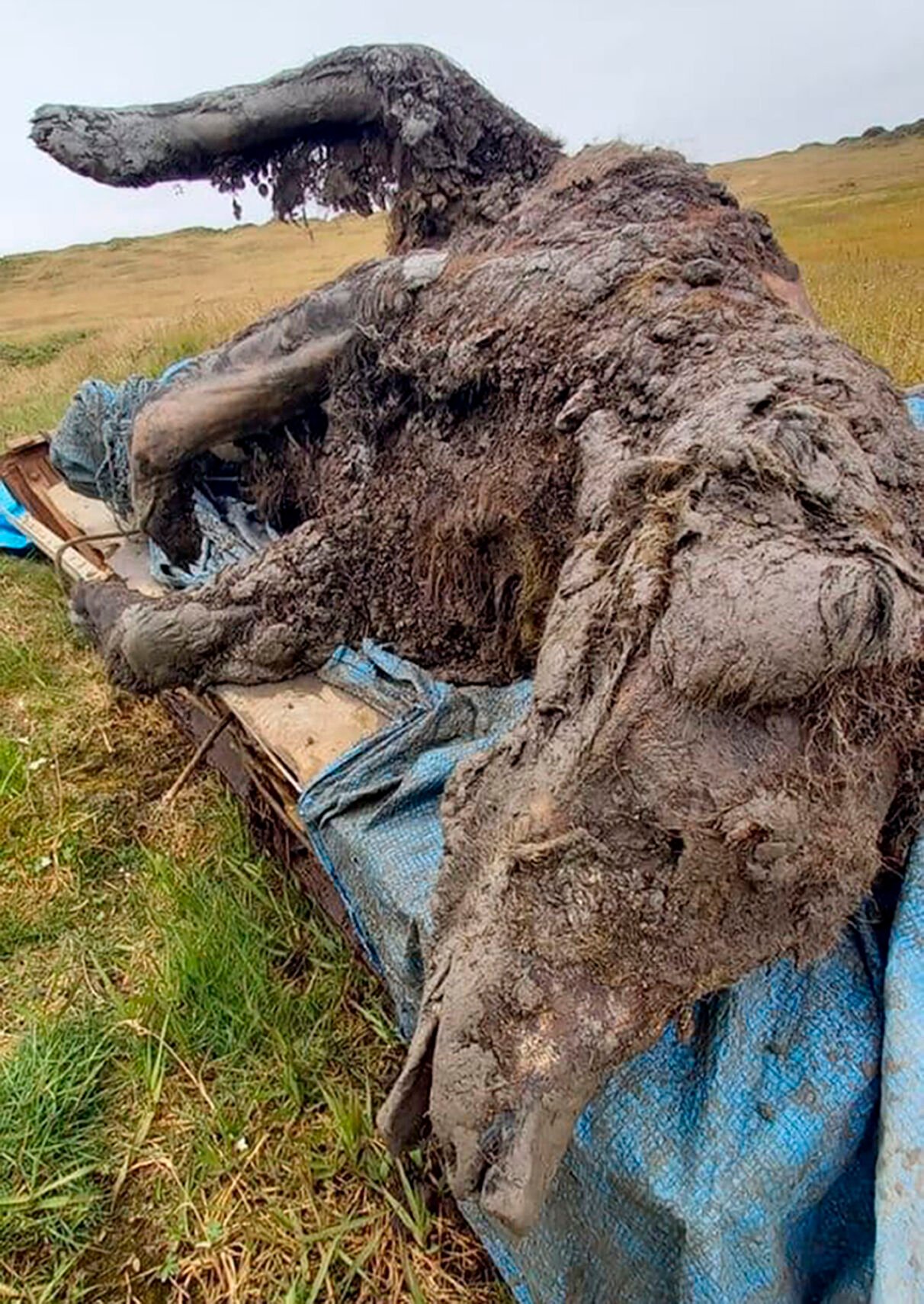 Russia Ice Age Bear